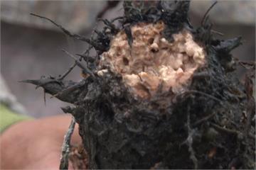 軟腐病蔓延！大甲芋爛了 農民心裡哭了