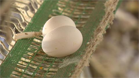 紅殼蛋較營養？一天到底可以吃幾顆　營養師破除常見「雞蛋6大迷思」　