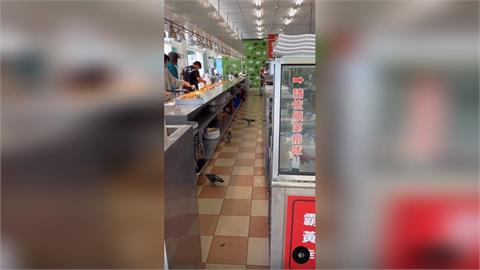 鴿子飛進自助餐大嗑「在地」美食　民眾憂衛生疑慮　衛生局到場稽查