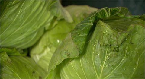 梅雨季葉菜類漲聲響起! 高麗菜3天內貴逾5成