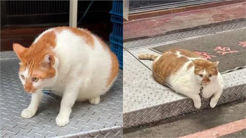淡大鎮宅獸「月半橘貓」突暴紅　網見「伙食不錯」驚呼︰這尊實在太重！