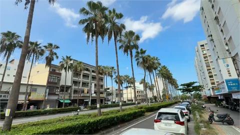 引發熱議！　台南大林路椰子行道樹將移除53棵路樹