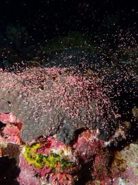 綠島珊瑚產卵　專家預估5月中旬後進入高峰期