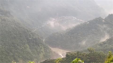 空中見「白色鳥河」　古坑樟湖村黃頭鷺南遷　提早報到