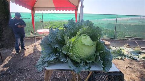 一顆重逾20台斤要價500元　菜農種植巨無霸高麗菜找出路