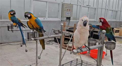 凱米強颱直撲宜蘭　壯圍動物移居溫室躲風雨