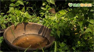 屈公病境外移入創六年新高　醫：防蚊措施是關鍵