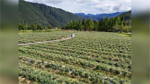快新聞／颱風樺加沙逼近！武陵農場宣布休園　旅客暫勿上山