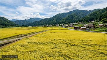 日本糧食自給率降至37% 遠低於2030年45%目標