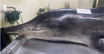 台灣海域變殺場！海豚頭部中彈擱淺亡　真相揭開全台震驚