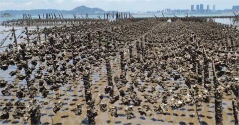 防中國蚵仔走私洗產地輸台　漁業署：預計年底馬祖蚵全納溯源