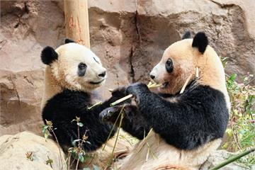 【有片】東京上野動物園2熊貓明年1月送返中國　兩國友誼萌獸歸零