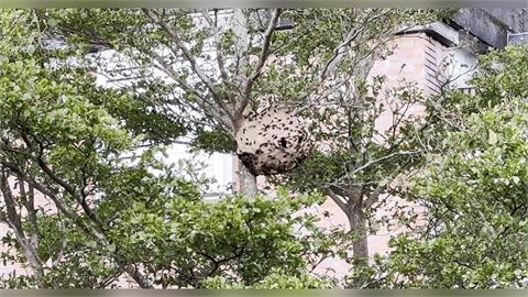 宜蘭某國中有籃球大蜂窩！　得過五天才摘？校方解釋了