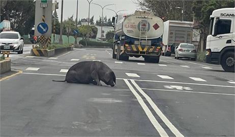 快新聞／桃園黑豬掉落在車道！員警聯繫車主處理　下場曝光