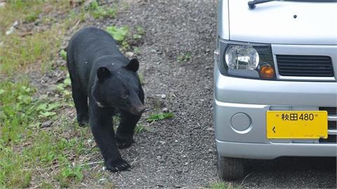 快新聞/有熊出沒!日本JR車站山形縣新幹線一度暫停營運