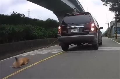 快新聞／新北驚傳開車拖狗！皮磨光致骨骼外露　飼主稱「不是故意」下場曝