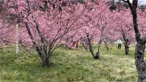 粉紅花海大爆發！武陵農場櫻花樹提早盛開