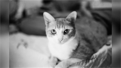 彰化24歲男情緒失控砸貓咪！內臟破裂致死　二審減刑原因曝光