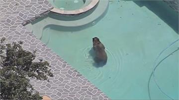 熱！不耐32度高溫 黑熊闖豪宅泡泳池消暑
