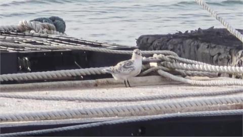 搶救幼鳥大作戰！澎湖馬公漁港　發現罕見「蒼燕鷗」寶寶鳥友急救援