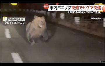 北海道驚魂夜！2公尺母熊爆衝逼近　女駕駛崩潰倒車