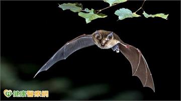 立百病毒致死率最高逾7成　疾管署：赴流行區避吃這些食物