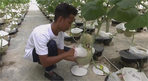 馬來西亞嬌養哈密瓜 一顆賣超過1000台幣