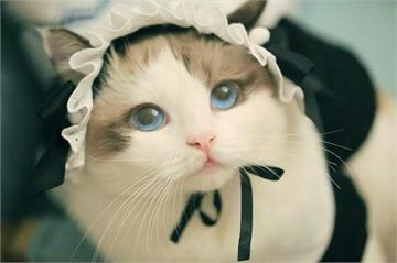 推特瘋傳《布偶貓》穿《女僕裝》宛如精靈　這麼可愛一定是男孩子