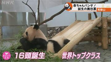 日本和歌山冒險世界貓熊寶寶誕生 首次不靠中國研究員支援！