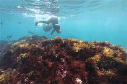 新北東北角海女高齡化　民團憂文化傳承恐中斷