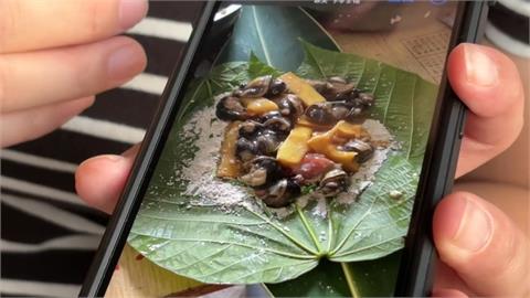 蝸牛小米粽奪3命！　毒物專家：不排除曼陀羅葉成致病原因