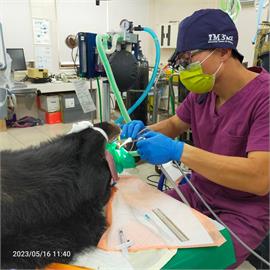 320世界口腔健康日　壽山動物園攜手動物醫院　安排口腔健檢