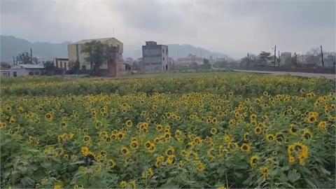 走春賞花喜迎兔年！苗栗公館「花田一路」　向日葵、波斯菊花海綻放繽紛