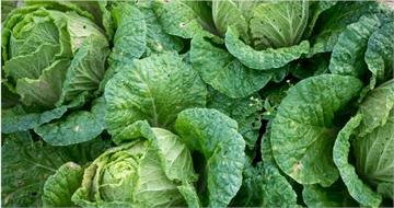 如何辨別高麗菜壞掉?日廚師曝「腐敗3警訊」