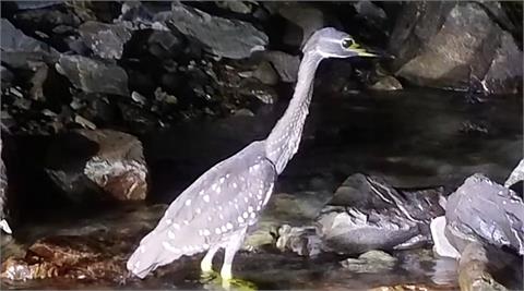 神秘怪鳥河邊現蹤！專家ㄧ查「真實身分」超驚喜：世上最神秘的鳥