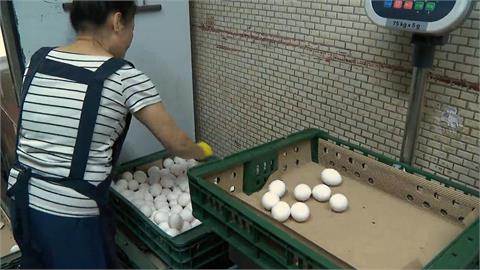 快新聞／雞蛋減產、颱風預期買氣增加　本週蛋價漲3元
