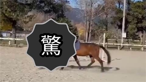 日本驚見「六腳獸」新品種?畫面瘋傳破千萬觀看…台日網友崩潰:笑到眼淚噴出來