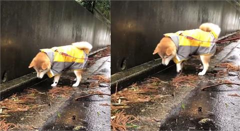 快新聞／Q瘋！日本柴柴遇「水窪倒影」盯著不走　網笑：基本上就是一隻貓