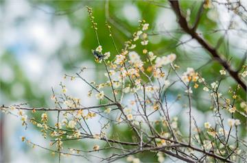 桃園角板山2萬坪梅園綻放 這3個神級拍照點必收藏！