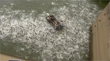 亞洲鯉魚入侵！美派小船電擊 顯示驚人數量