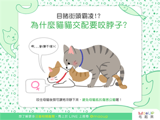 【喵喵小學堂】特殊情趣？！為什麼貓貓交配要咬脖子？