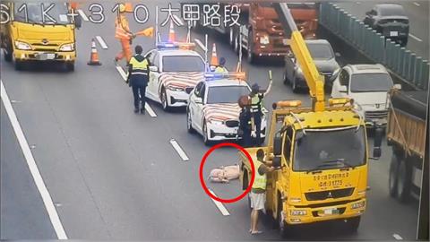 快新聞／國3驚見豬跳車！後方回堵2公里　警急尋「失主」開罰1.8萬