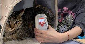 保障毛寶貝安全！　明年起家貓「未植入晶片登記」最高罰1.5萬元