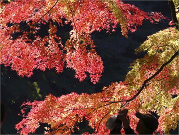 暖化影響！楓紅時機難掌握　擋不住民眾湧福島、札幌賞楓