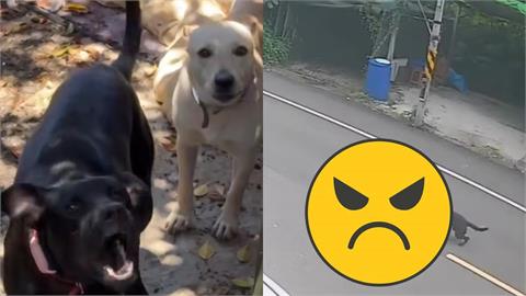 不只咬傷1人！桃園男童遭4惡犬撕咬「連滾帶爬喊救命」驚悚畫面曝光