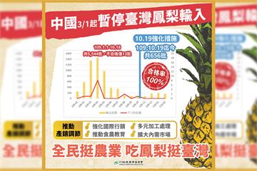 快新聞／鳳梨即將豐收遭中國禁止進口 陳吉仲：去年10/19至今「合格率100%」