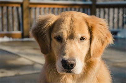 再遠也「咬」找到你！黃金獵犬遭棄養「狂追9天回家」負心飼主下場曝光