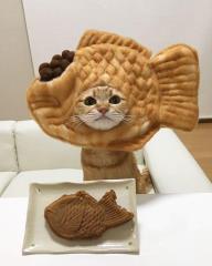 《貓奴是貓咪頭套狂熱者》看看這可愛的鯛魚燒、麵包喵星人～太犯規了