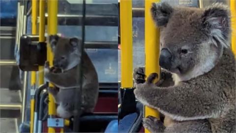 無尾熊誤闖市區「搭公車」畫面流出!「手握扶把」模樣吸34萬人朝聖:太可愛