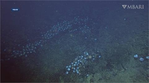 大驚奇！美加州外海底火山旁發現「全球最大章魚花園」